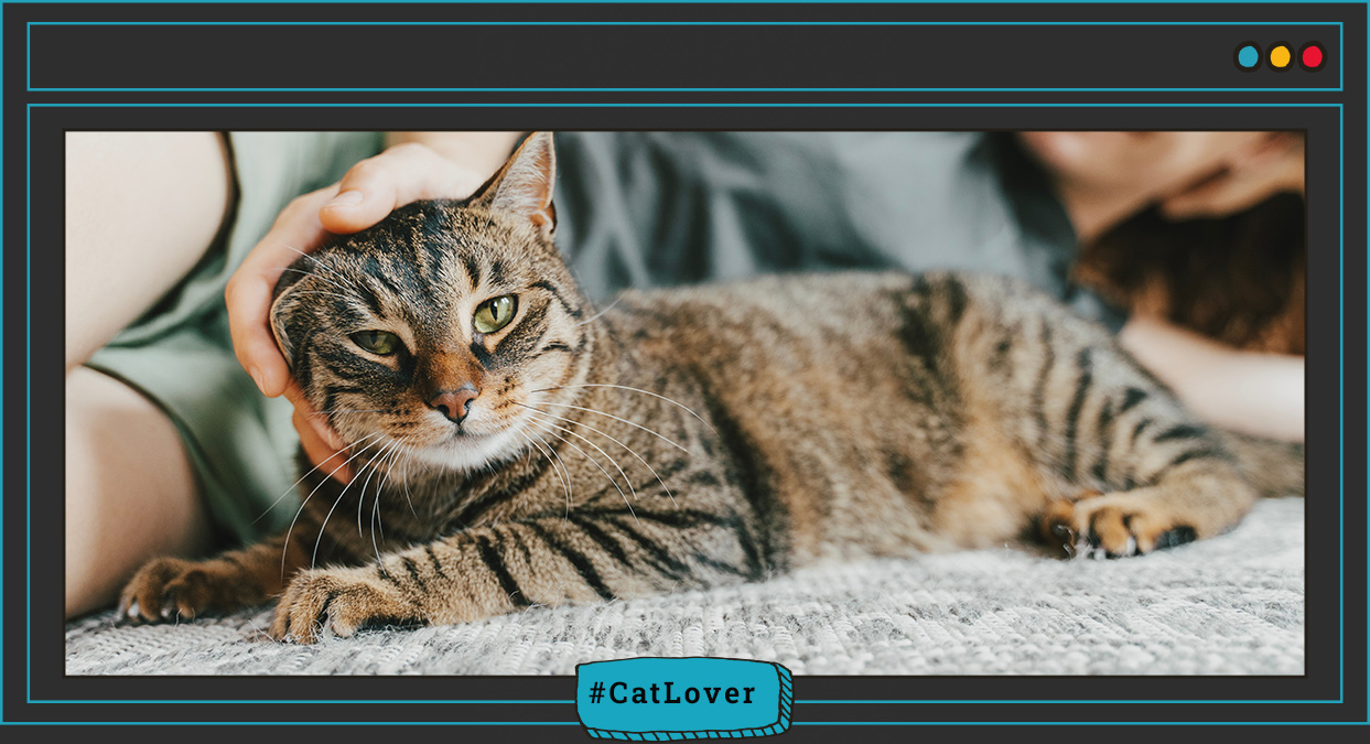 osteodistrofia nutricional en gatos